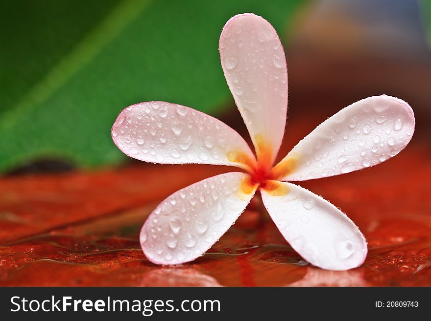 Drop of water on Plumeria