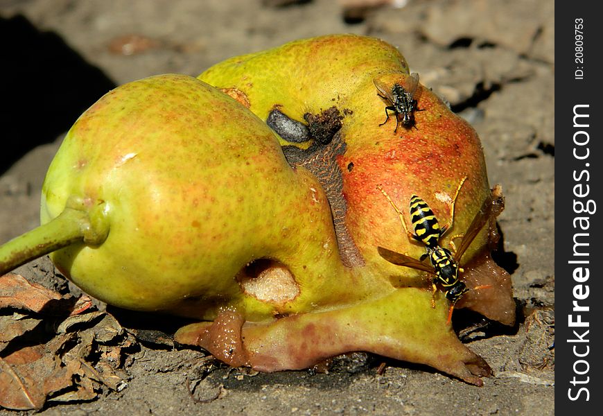 Fallen tree with beautiful pear and a bee. Fallen tree with beautiful pear and a bee
