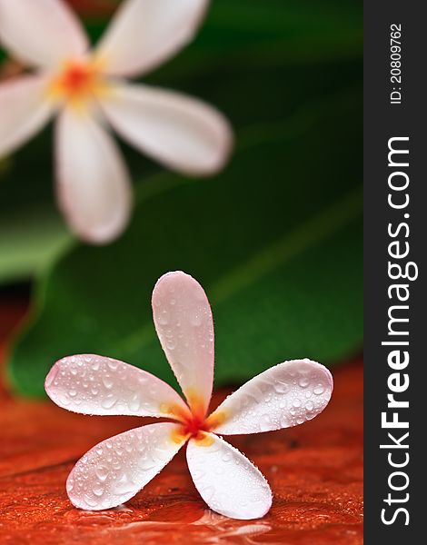 Drop of water on Plumeria