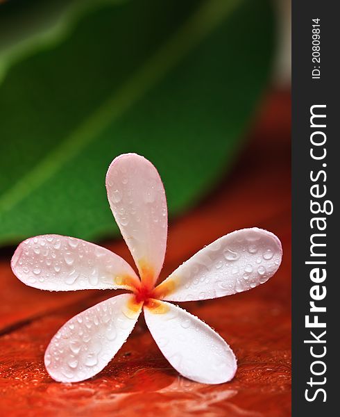 Famouse tropical flower and drops of water. Famouse tropical flower and drops of water