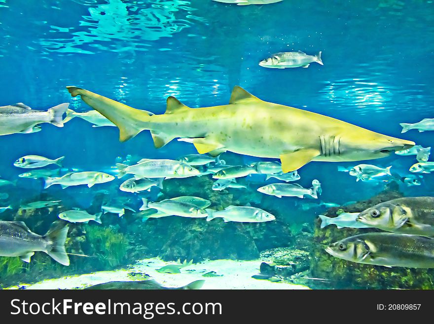 Gray reef shark swimming underwater