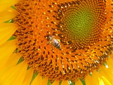 Bee At Sunflower Stock Photo Bee At Sunflower Stock Photo