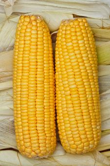 Bright Color Sweet Corn Royalty Free Stock Photography Bright Color Sweet Corn Royalty Free Stock Photography