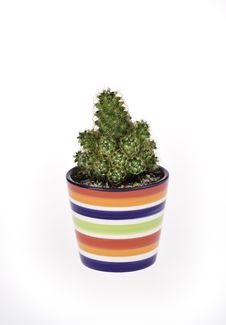 Cactus In Rainbow Pot Stock Photography Cactus In Rainbow Pot Stock Photography