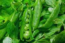 Fresh Green Peas Royalty Free Stock Images Fresh Green Peas Royalty Free Stock Images