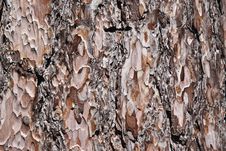 Tree Bark Royalty Free Stock Photos