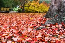 Fall - Red And Yellow Autumn Leaves Royalty Free Stock Photo
