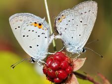 Moths Royalty Free Stock Image