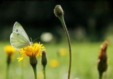 Butterfly In Meadow Stock Images Butterfly In Meadow Stock Images