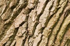 Free Old Tree Bark Royalty Free Stock Photos - 20814168
