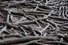 Tree Roots Stock Photography