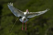 Spoonbill Nesting Royalty Free Stock Photography