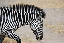 Plain Zebra Head - Wildlife Tanzania - With Dry Grass In Mouth Stock Photography