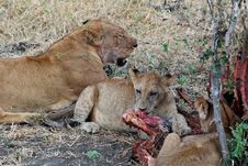 Prey (zebra) Eating Lionesses - Lions - Tanzania Stock Photography