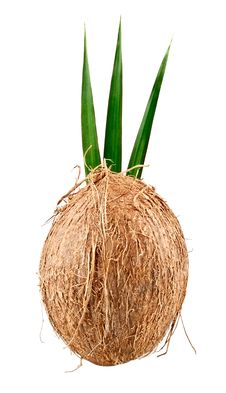 Coconut With Leaves Stock Photos Coconut With Leaves Stock Photos