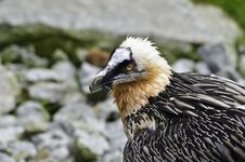 Bearded Vulture Stock Images