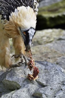 Bearded Vulture Royalty Free Stock Images