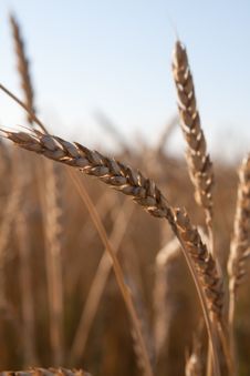 Ears Of Ripe Wheat Against The Dark Blue Sky Royalty Free Stock Images Ears Of Ripe Wheat Against The Dark Blue Sky Royalty Free Stock Images