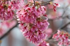 Blossom Tree Royalty Free Stock Photos