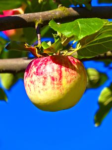 Ripe Apple Hanging On The Apple Royalty Free Stock Photo Ripe Apple Hanging On The Apple Royalty Free Stock Photo