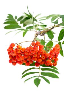Rowan Berries And Leaves Royalty Free Stock Images Rowan Berries And Leaves Royalty Free Stock Images