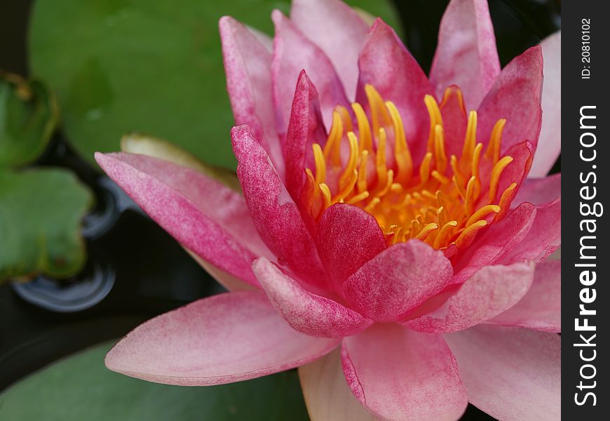 Close up of a Pink Water Lily on the lake