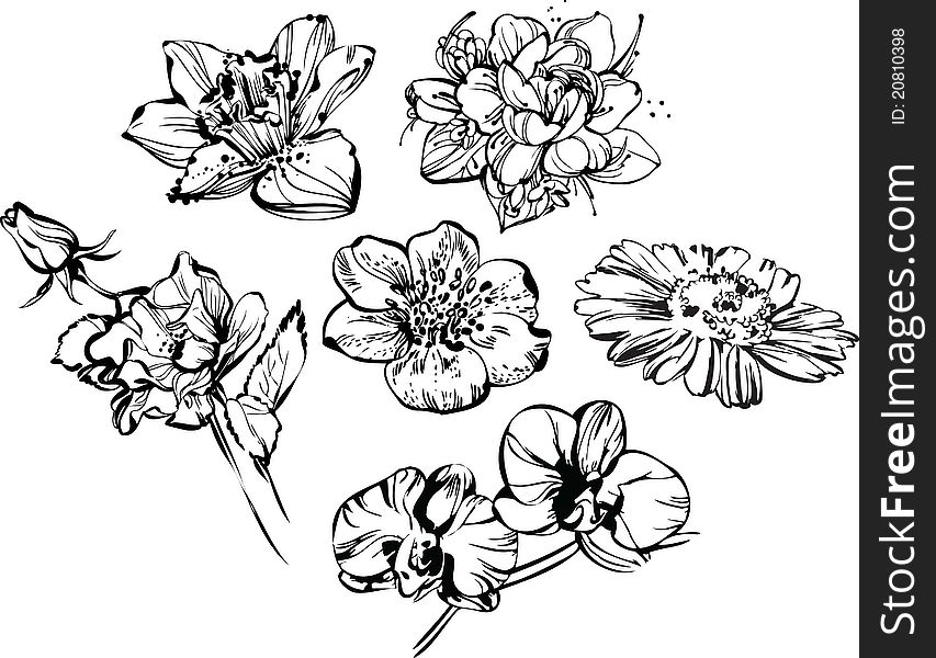 Black and white drawing of beautiful composition of flowers