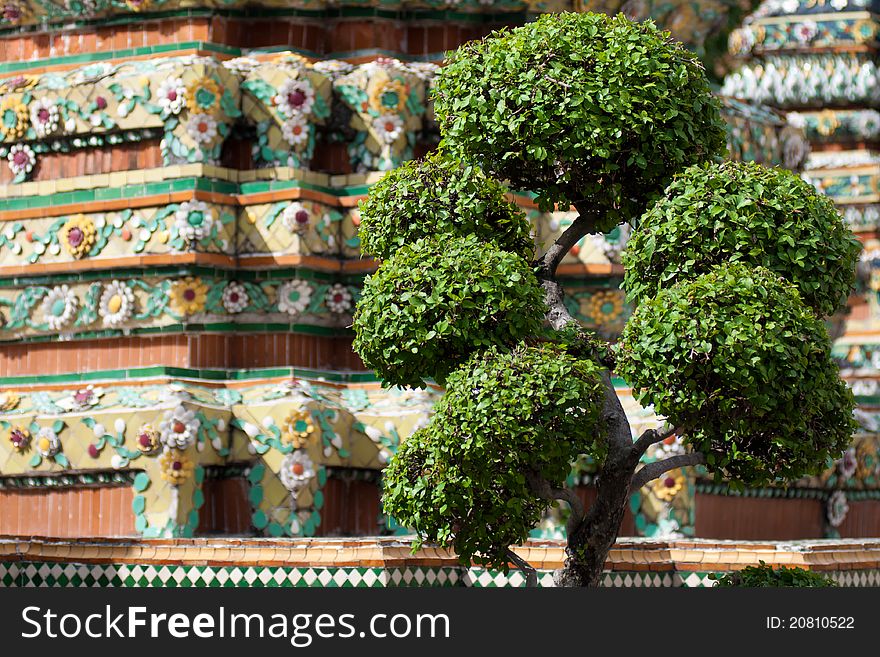 Thai Bonsai Dwarf Tree in temple