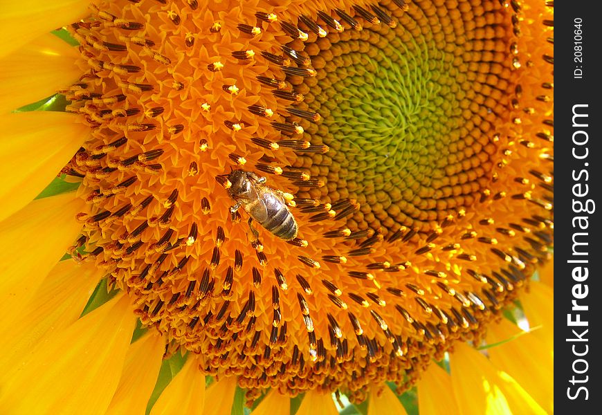 The bee gathers honey at sunflower. The bee gathers honey at sunflower