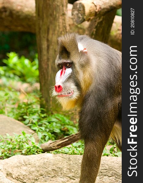 A Mandrill Baboon on the prowl