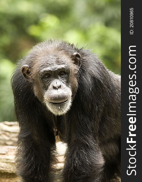 An old looking chimpanzee looking at us. An old looking chimpanzee looking at us