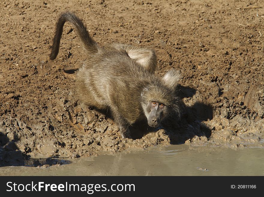 Baboon drinking at a water hole.