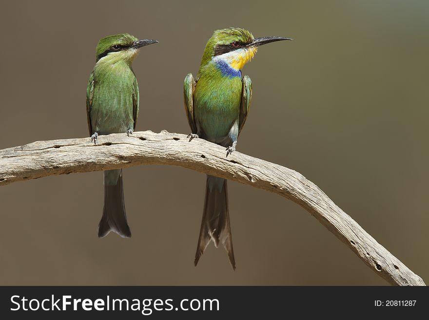 Adult and juvenile Swallow-tailed Bee-eater perched on a branch.