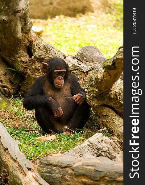 A young chimpanzee poking for a feel
