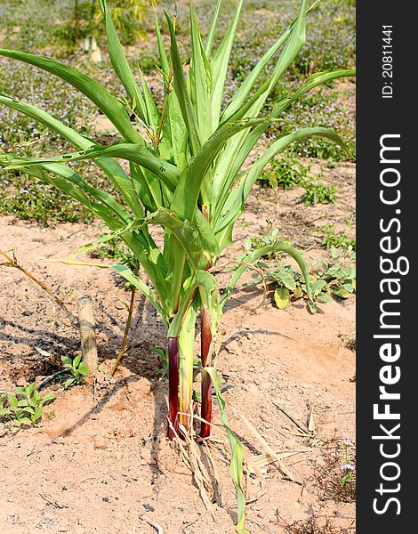 A picture of young red corns grown in rural farmland