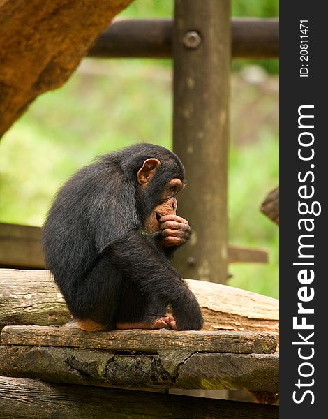 A young chimpanzee pondering the meaning of eating