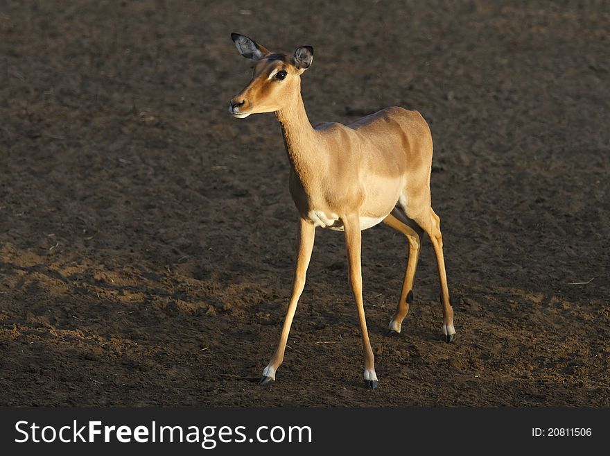 An impala cow side lit at a waterhole in the Mkuze Game Reserve, South Africa.