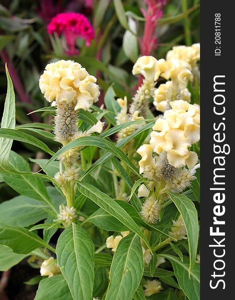 A picture of Common cockscomb ; Crested celosin or Celosia argentea L. var. cristata Kuntze, one of many color annual crop flowers used as outdoor ornamental garden decoration