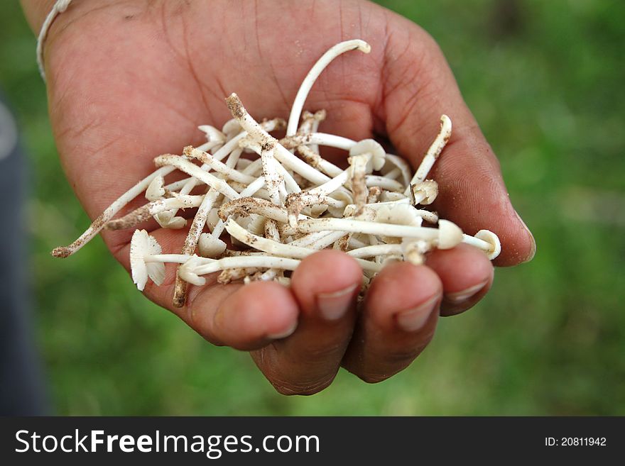 A picture of Termitomyces mushroom - a kind of Termitomyces straiatus (Beeli Geim), in Thai local name is Hed Plouk, in common name is Hed cone and is eatable.