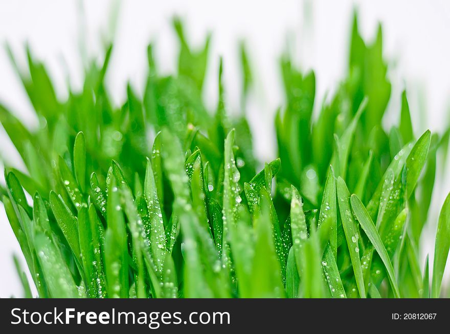 Green Grass With Dewdrops