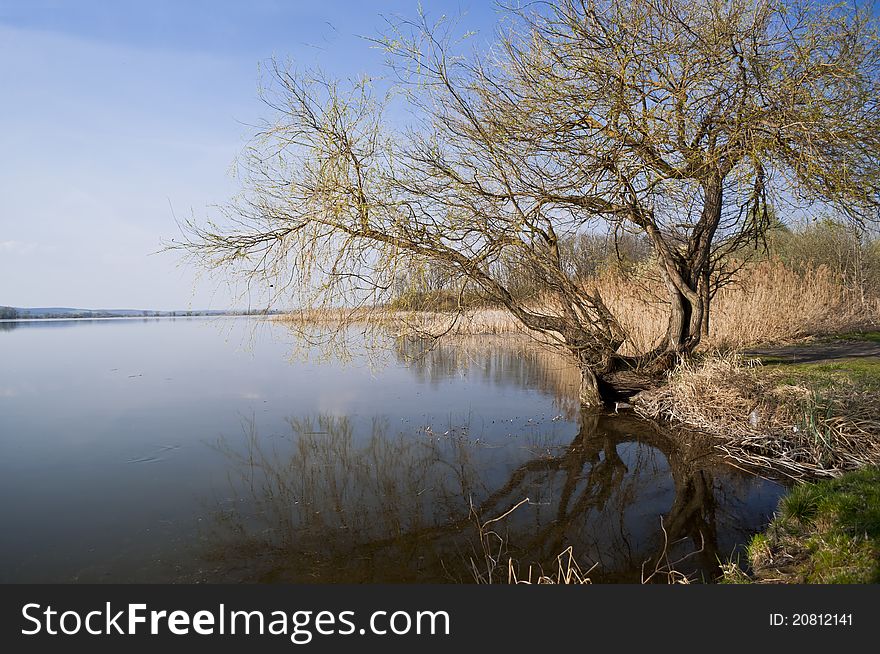 Tree and the lake is a peaceful countryside