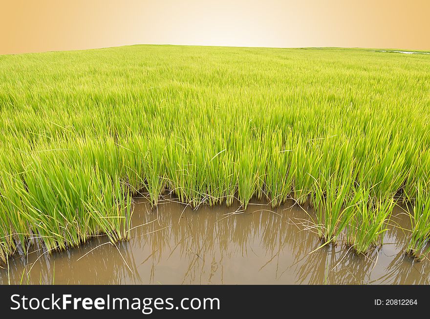 Rice field in morning (for agricultural background).