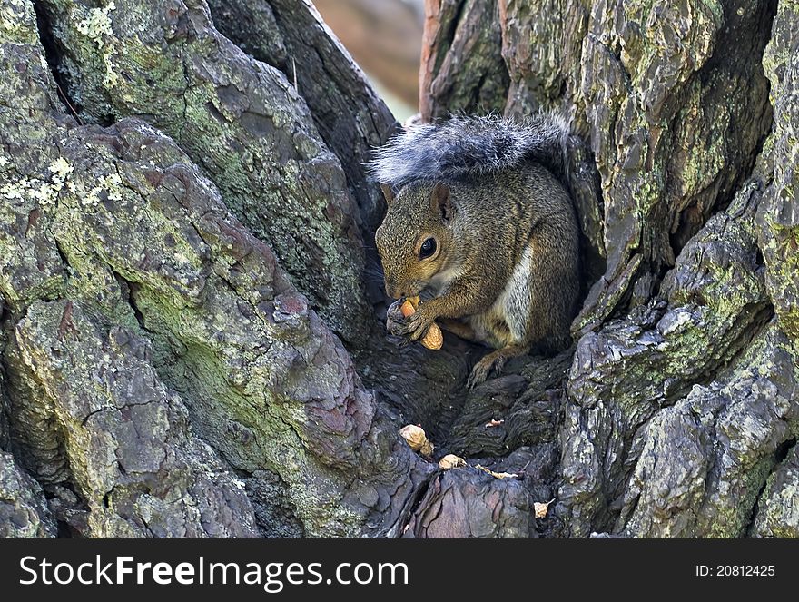 A tree squirrel sitting on a tree munching peanuts. A tree squirrel sitting on a tree munching peanuts.