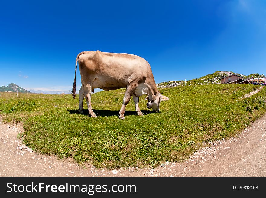 Brown-white cow grazing on the alp