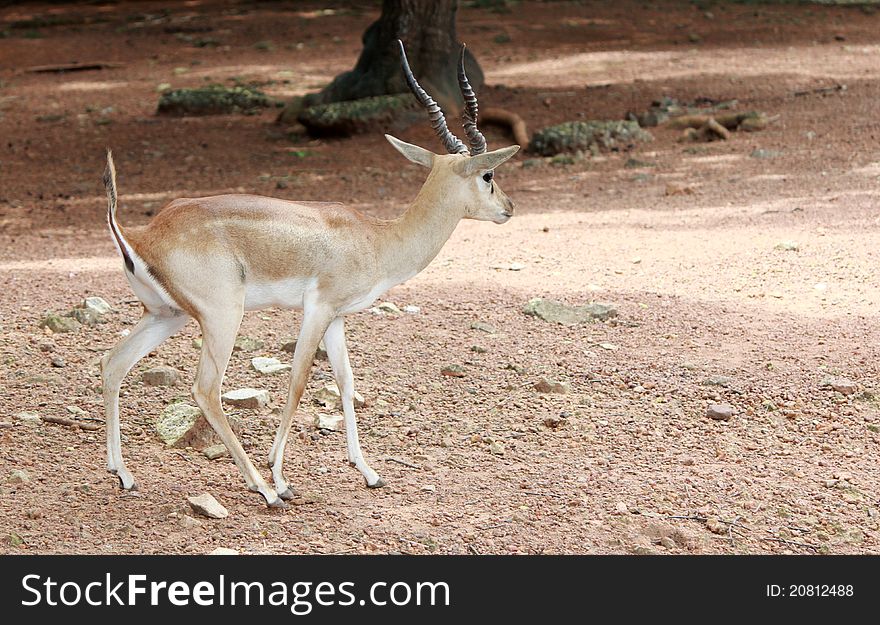 Deer walking  in a national park