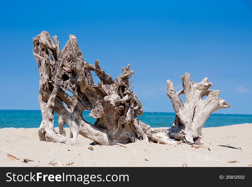 Old tree stump on the beach