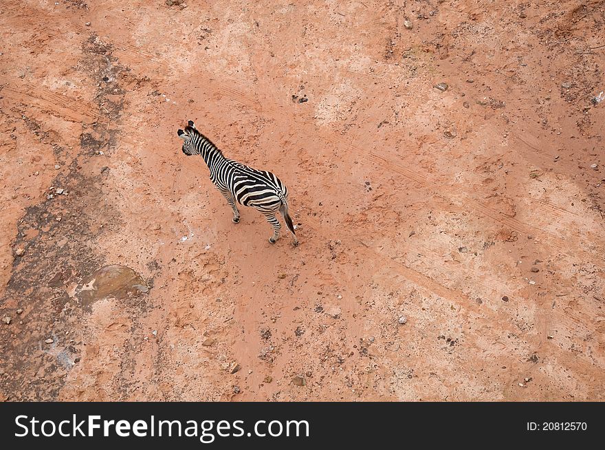 A zebra was shot from the canopy walk at the zoo in northestern Thailand. A zebra was shot from the canopy walk at the zoo in northestern Thailand.