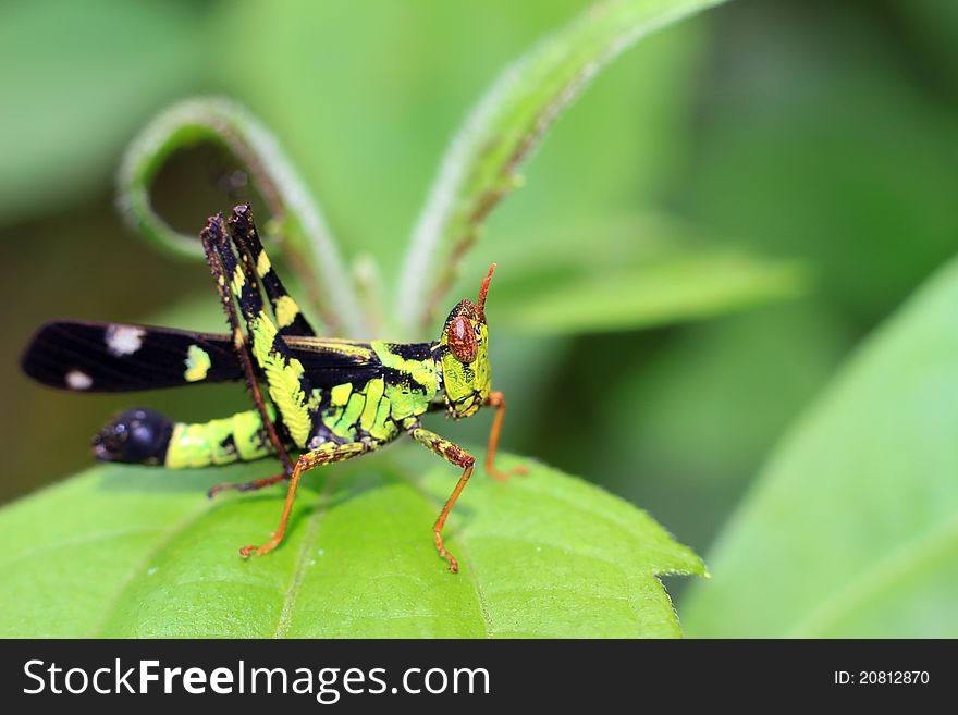 Closeup of a grasshopper  on green leaf. Closeup of a grasshopper  on green leaf