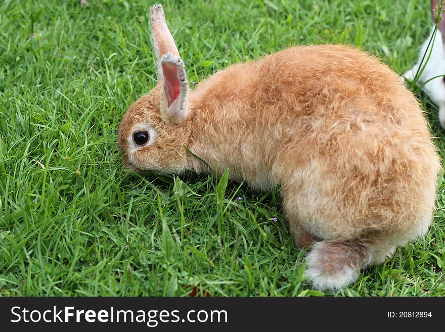 Brown rabbit on green grass