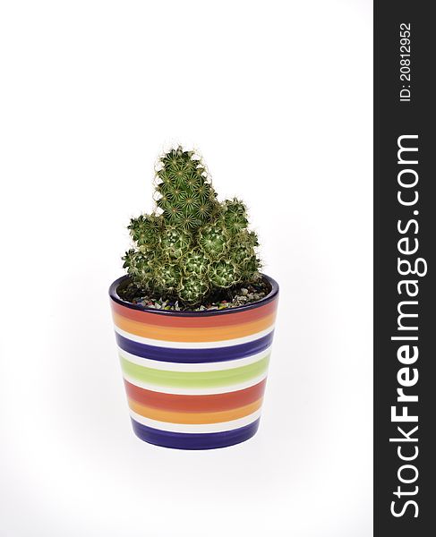 A small green cactus in a colorful rainbow pot isolated. A small green cactus in a colorful rainbow pot isolated